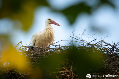 DSC6407-Verbessert-RR