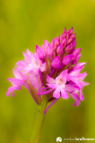 Anacamptis-pyramidalis-40-von-42