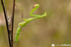 Mantis-religiosa-89-von-115