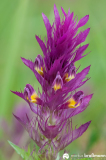 Melampyrum-arvense-4-von-4