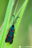 Zygaena-ephialtes-1-von-1