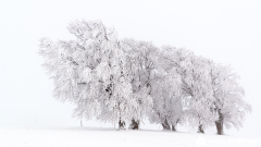 Schauinsland-Winter-109-von-150
