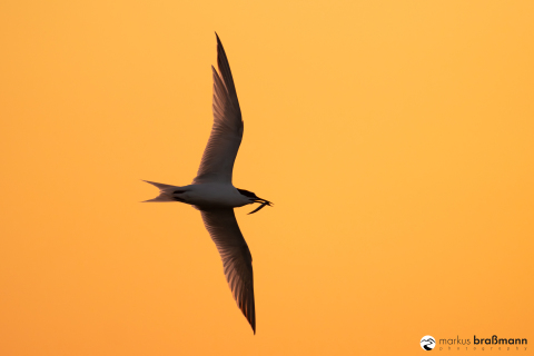 DSC5019-Verbessert-RR