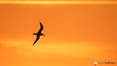 DSC5188-Verbessert-RR