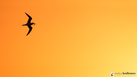 DSC5277-Verbessert-RR