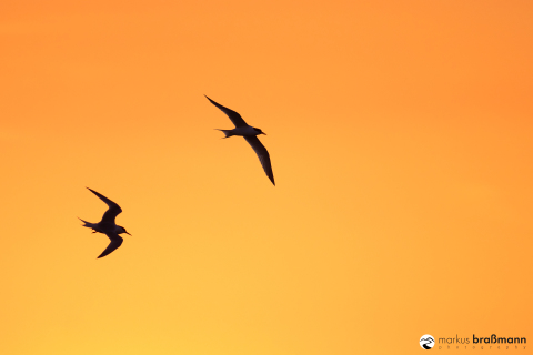 DSC5367-Verbessert-RR