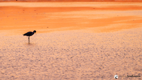 DSC5656-Verbessert-RR