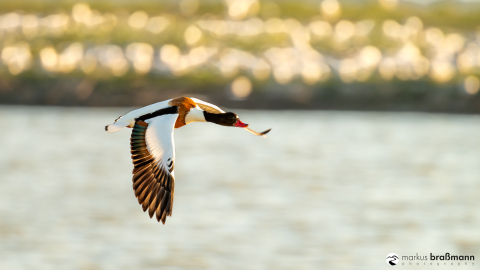 DSC5885-Verbessert-RR