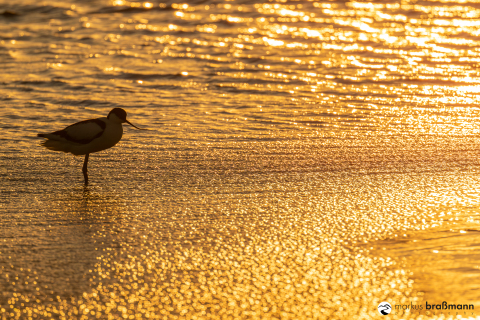 DSC6891-Verbessert-RR