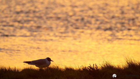 DSC7280-Verbessert-RR