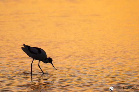 DSC7706-Verbessert-RR