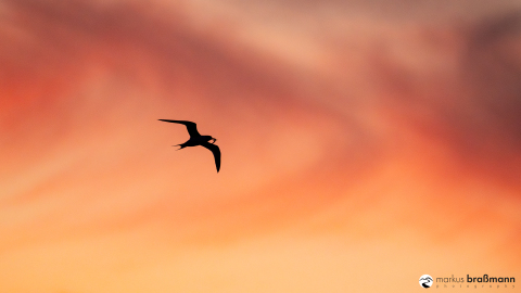 DSC7951-Verbessert-RR