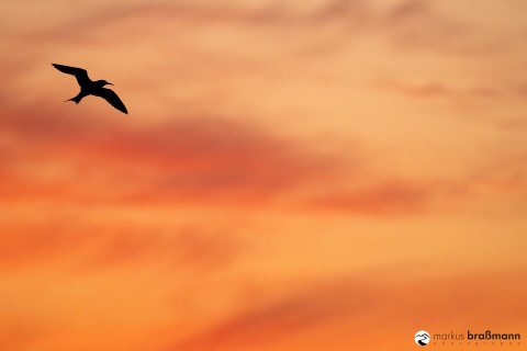 DSC8026-Verbessert-RR