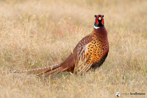 DSC8554-Verbessert-RR