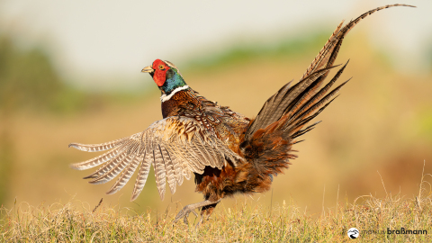 DSC9407-Verbessert-RR