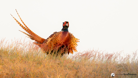 DSC9772-Verbessert-RR