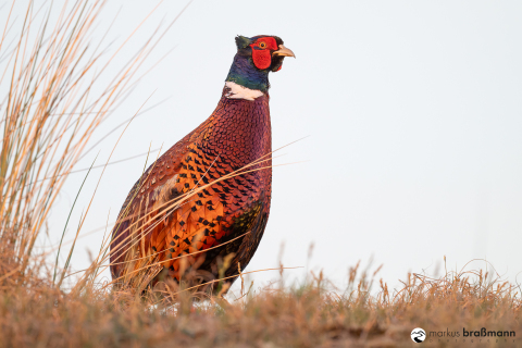 DSC9821-Verbessert-RR