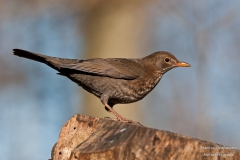 Amsel_Weibchen (1 von 1)