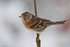 Bergfink (2 von 3)