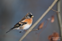 Bergfink (3 von 3)