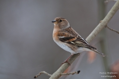 Bergfink_Weibchen (1 von 1)