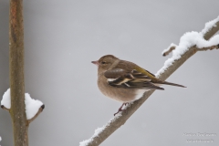 Buchfink_Weibchen (1 von 1)