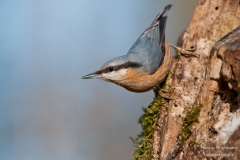 Kleiber (1 von 1)