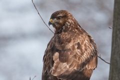 Mäusebussard (1 von 2)