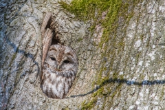 Waldkauz (1 von 138)