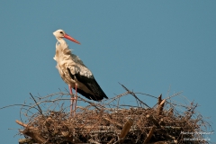 Weißstorch (5 von 11)
