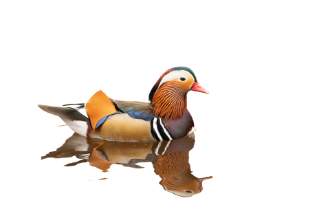 DSC1673-Verbessert-RR