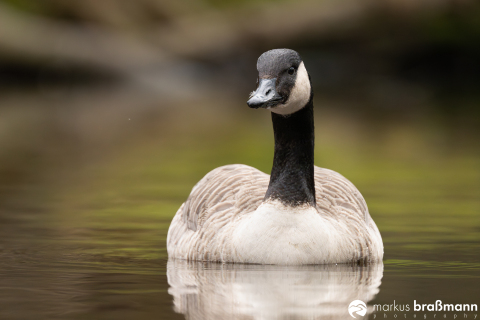 DSC2469-Verbessert-RR