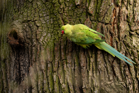 DSC4835-Verbessert-RR