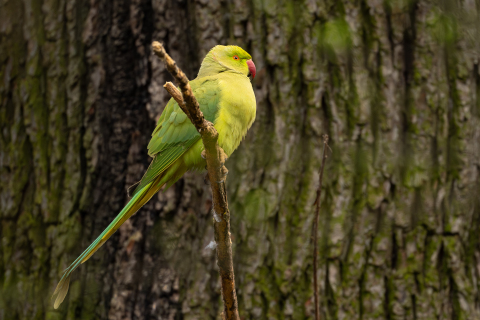 DSC5930-Verbessert-RR