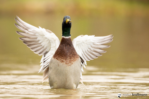 DSC8061-Verbessert-RR