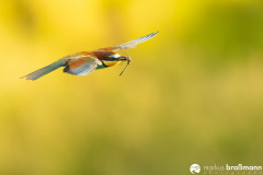 DSC0891-DxO_DeepPRIME-XD3